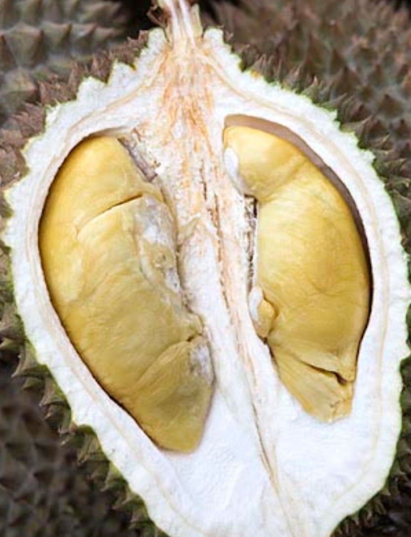 D100 image placeholder 2