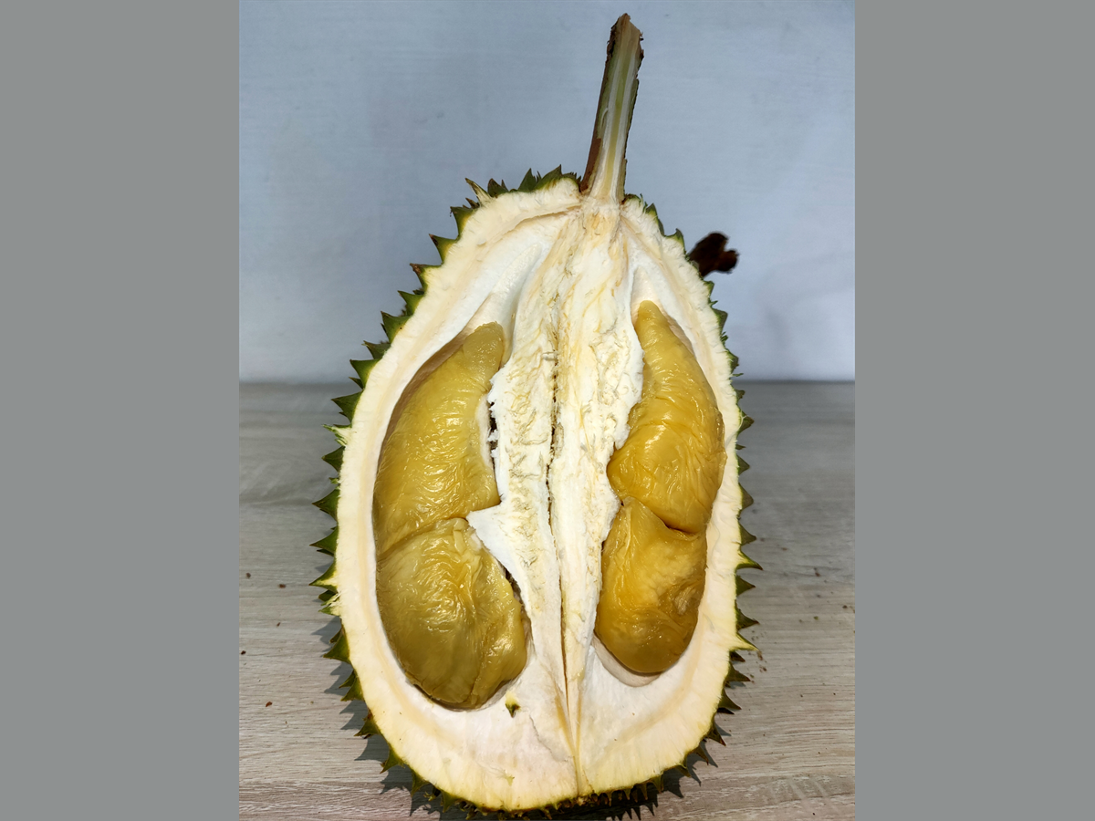 D101 image placeholder 1