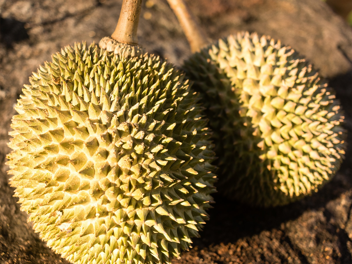 D13 image placeholder 1