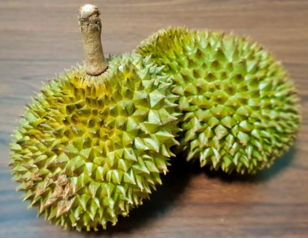 D13.5 image placeholder 1