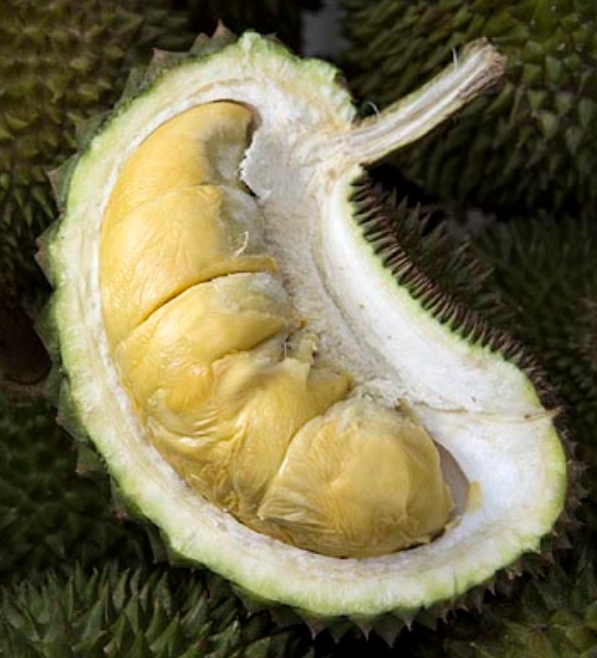 D13.5 image placeholder 2