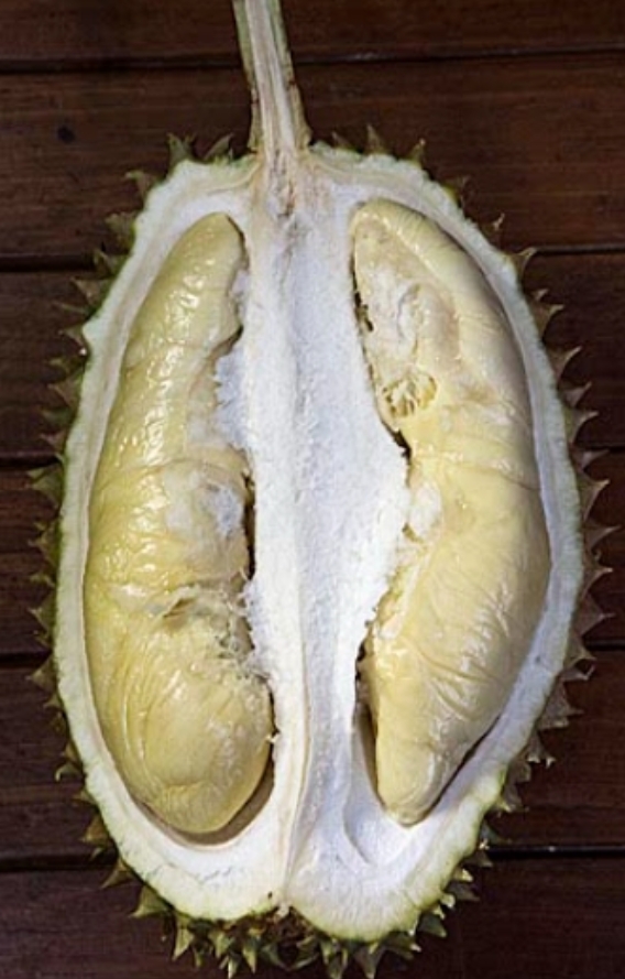 D162 Tawa image placeholder 1