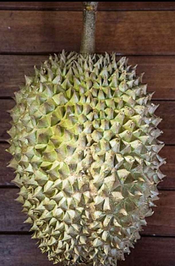 D162 Tawa image placeholder 2