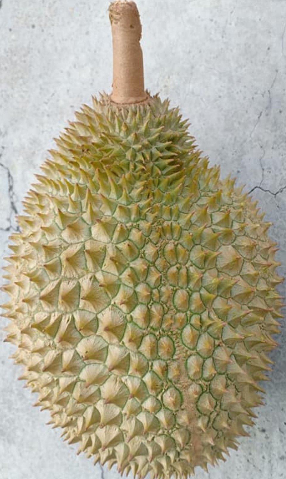 D2 Dato Nina image placeholder 2