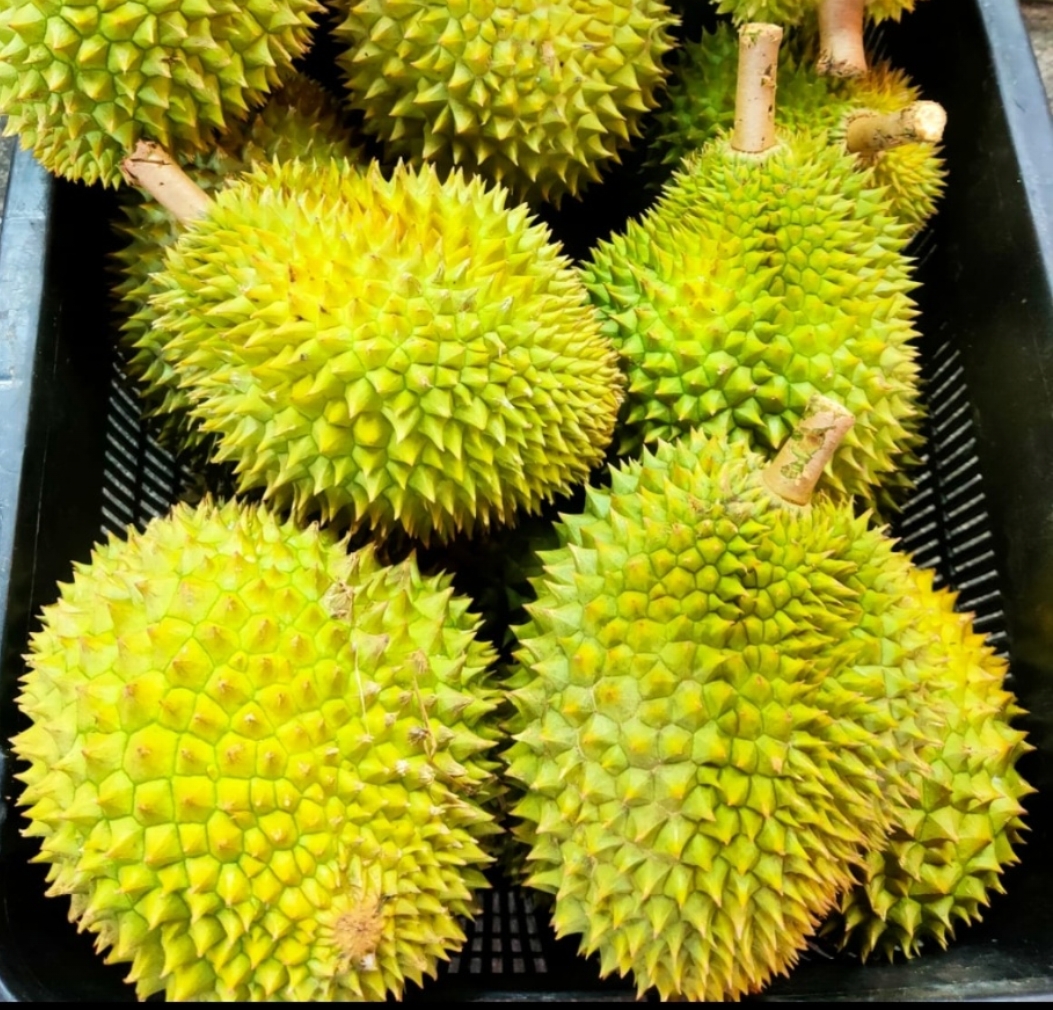 D88 image placeholder 1