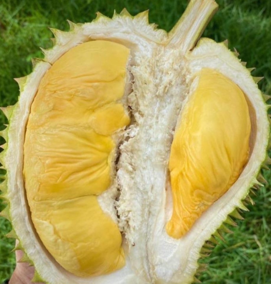 D88 image placeholder 2