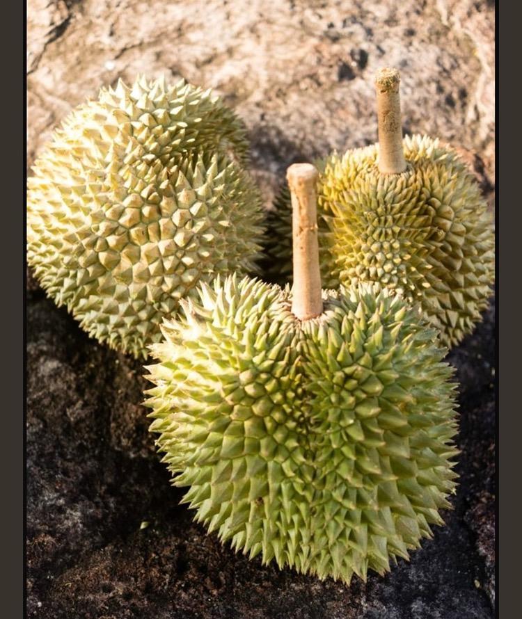 Kampung durian image 1