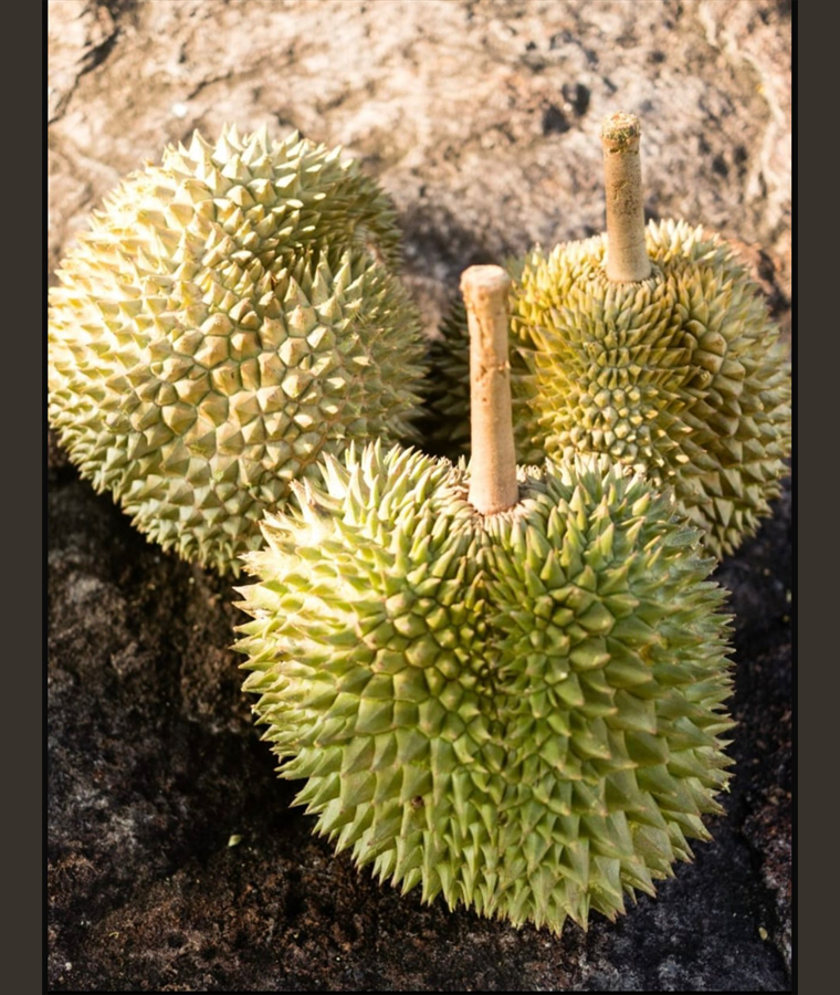 Kampung durian image 1
