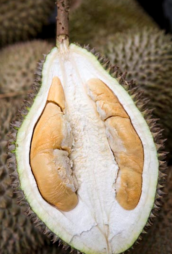 Red Prawn durian opened