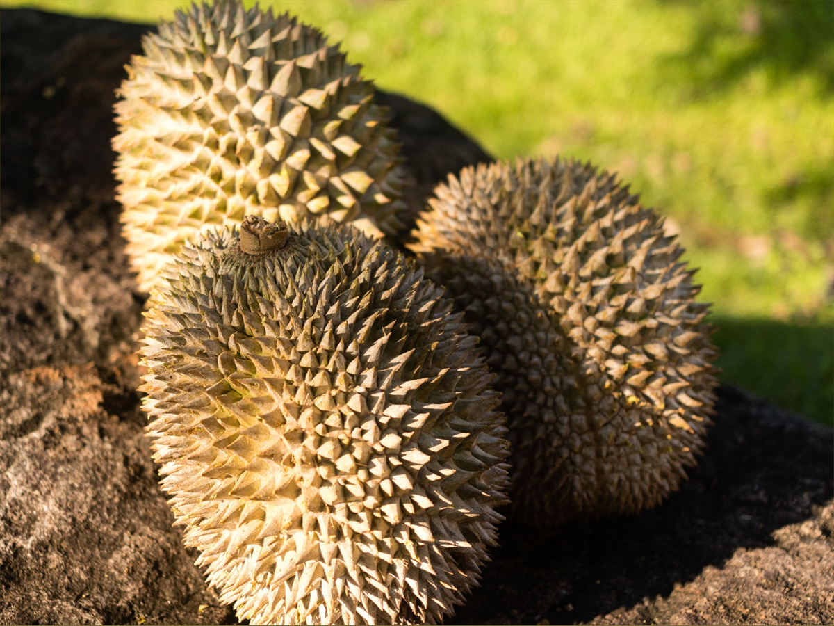 Red Prawn durian whole